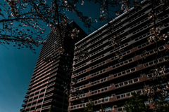 マンションとサクラ１