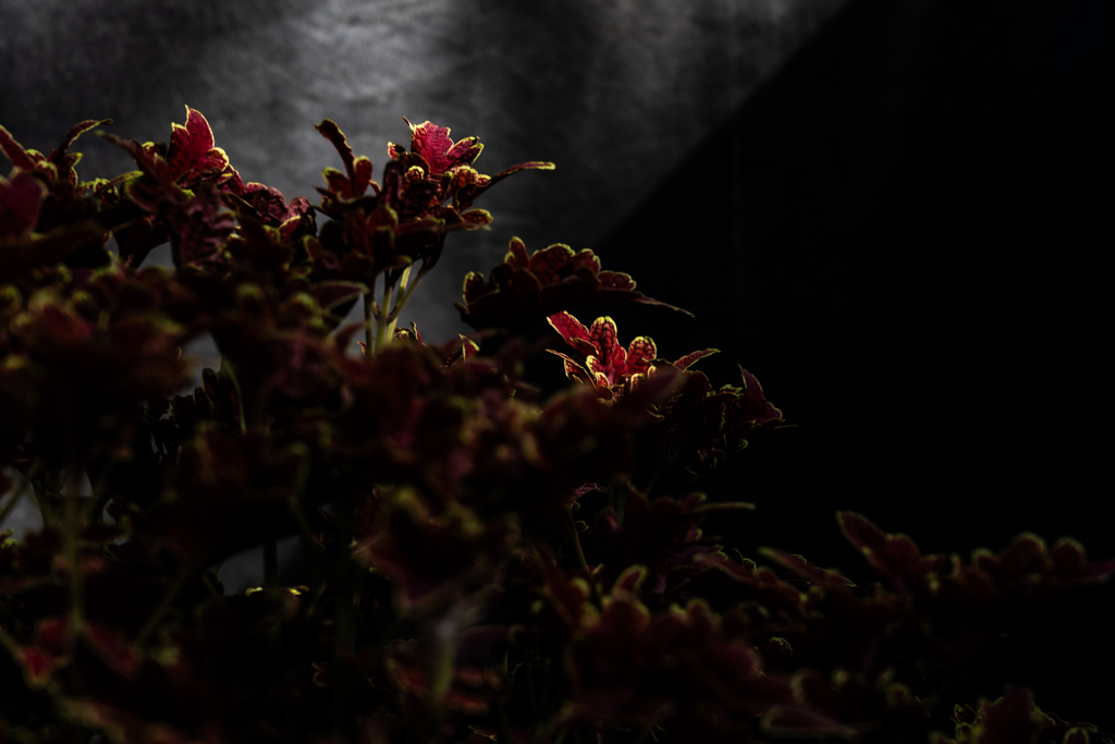 百合が原公園温室2