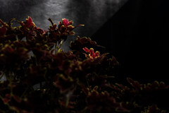 百合が原公園温室2