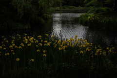 キショウブが咲く池