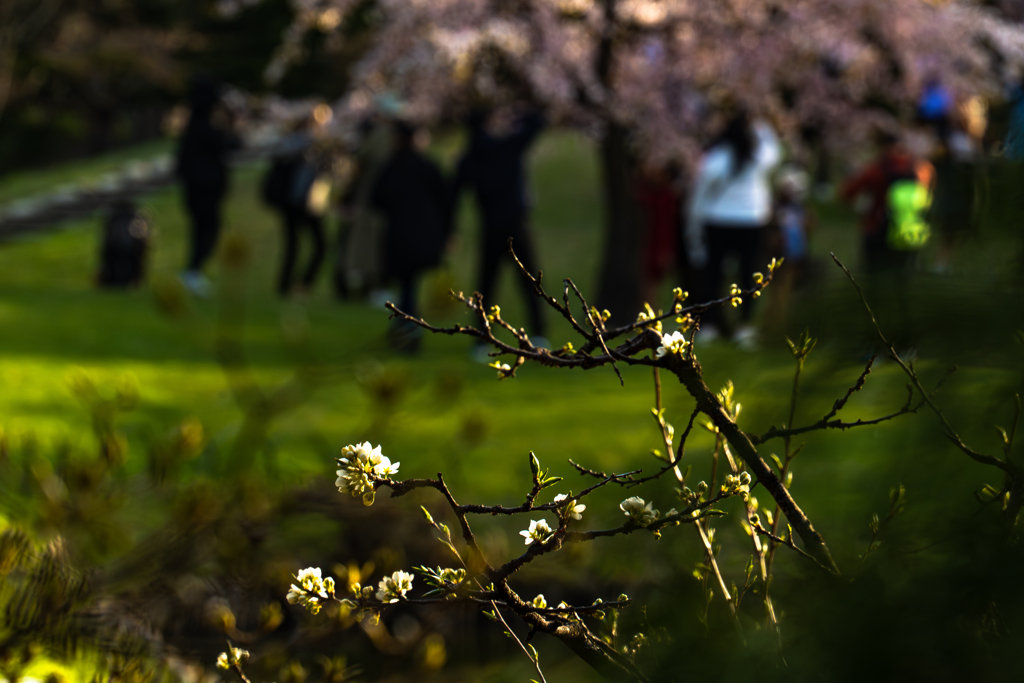 中島公園４−２５ー9