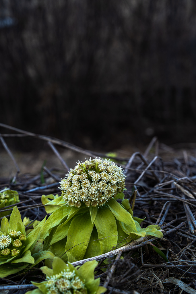 フキノトウ見つけた