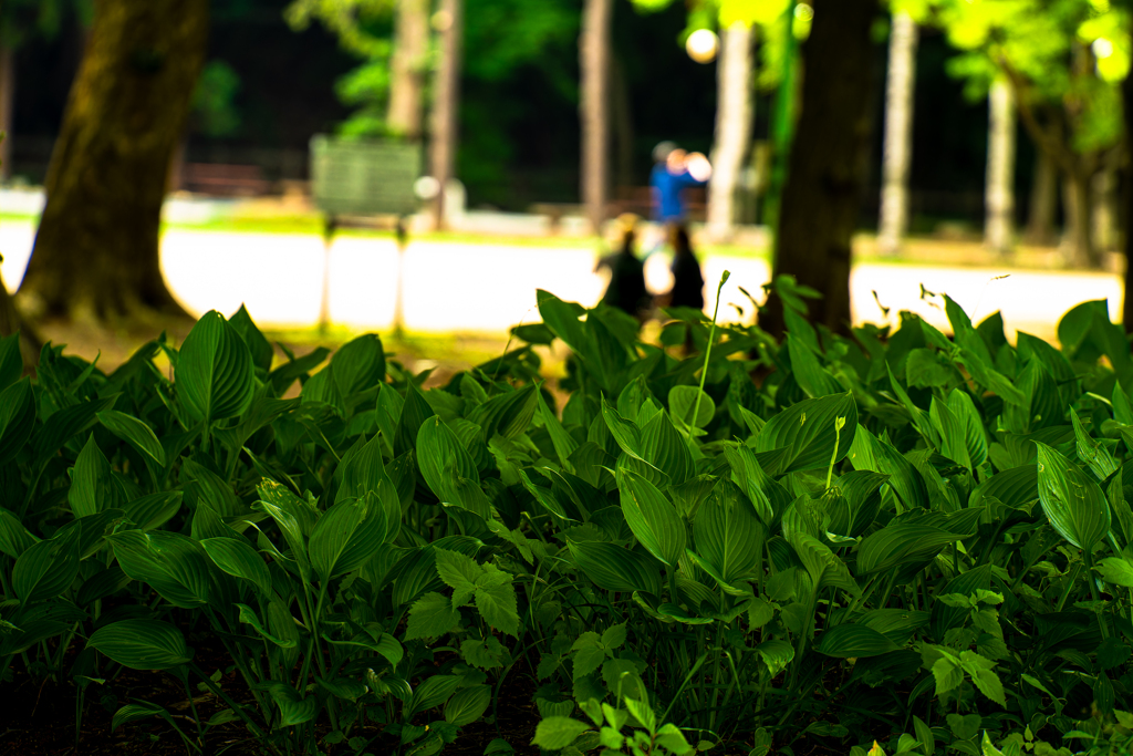 円山公園を突っ切って