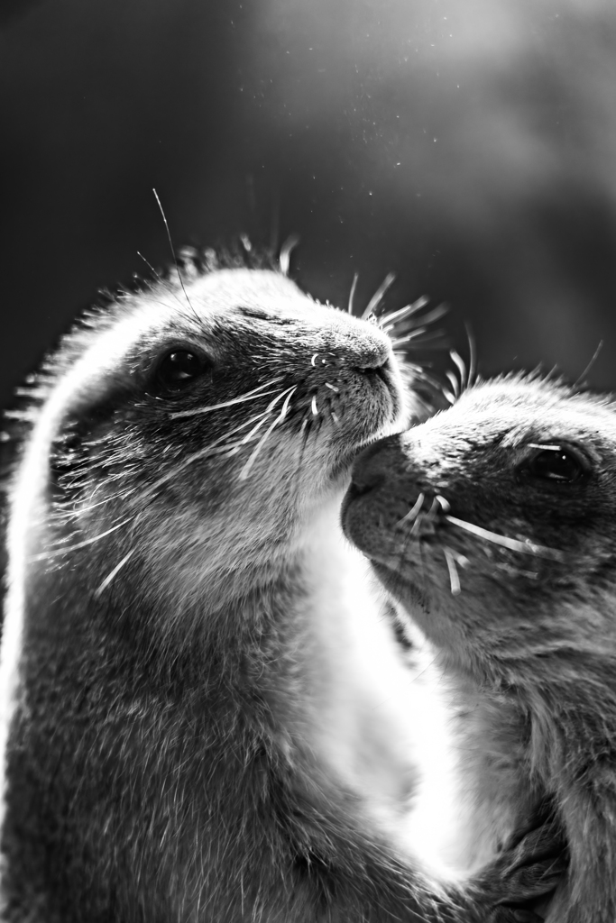 プレーリードック