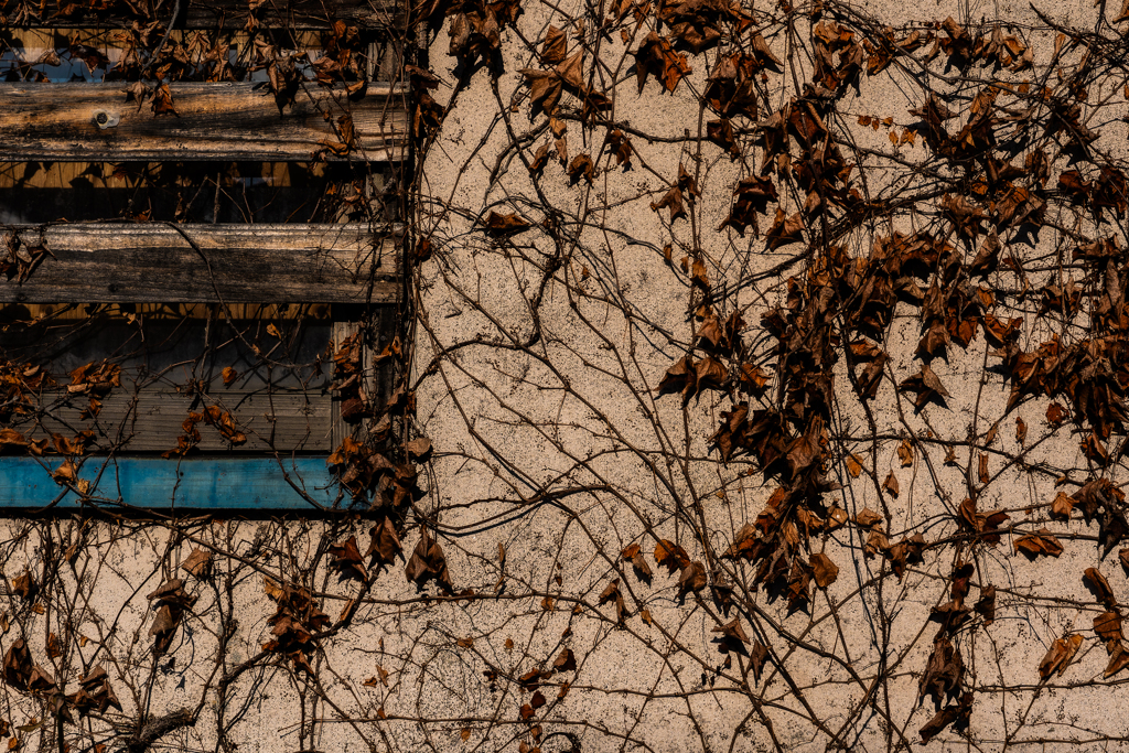 冬の色もいいものだ