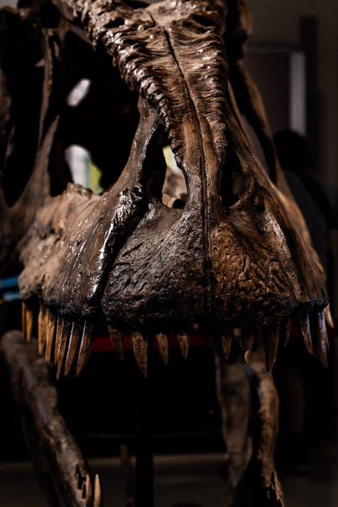 ギガノトサウルス（レプリカ）