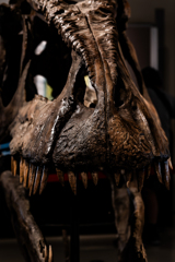 ギガノトサウルス（レプリカ）