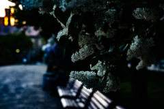 公園のライラック１