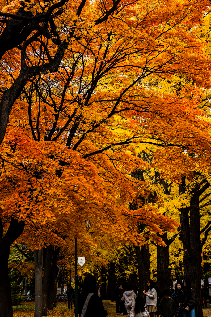 北大の秋７