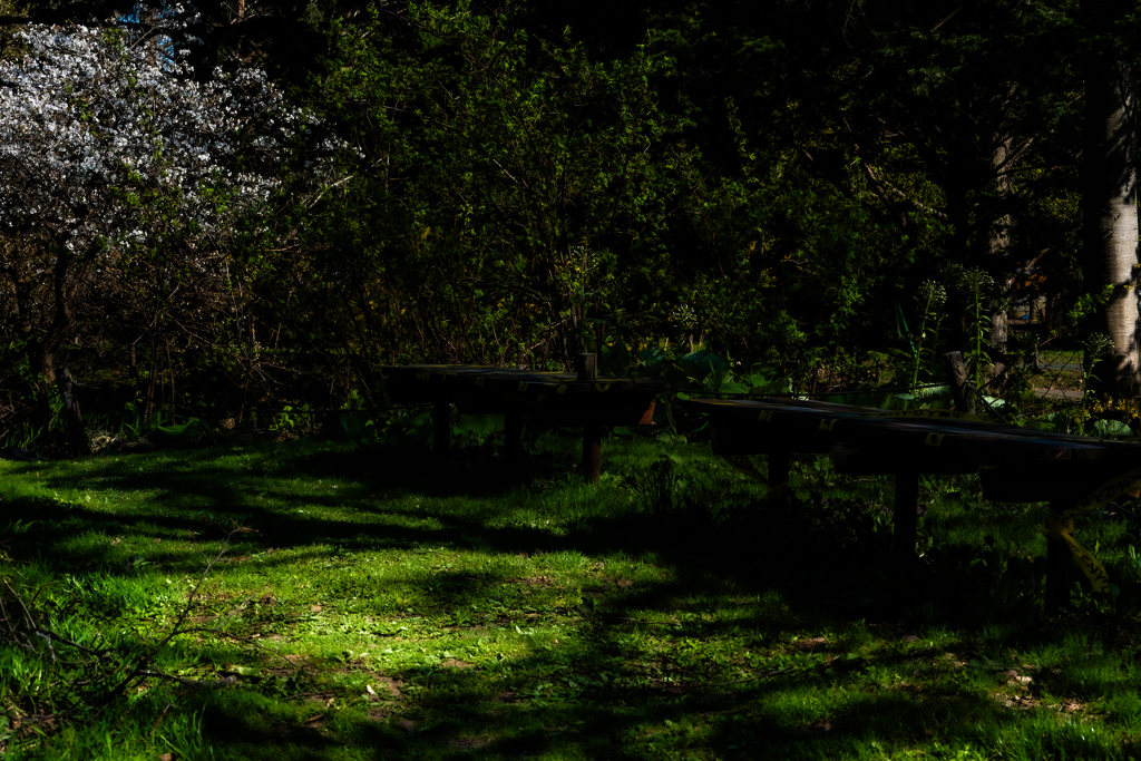 小道の先にサクラが