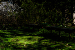 小道の先にサクラが