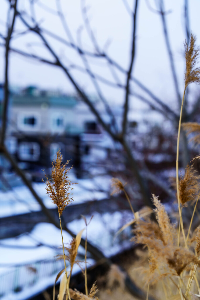 望月寒川の辺り