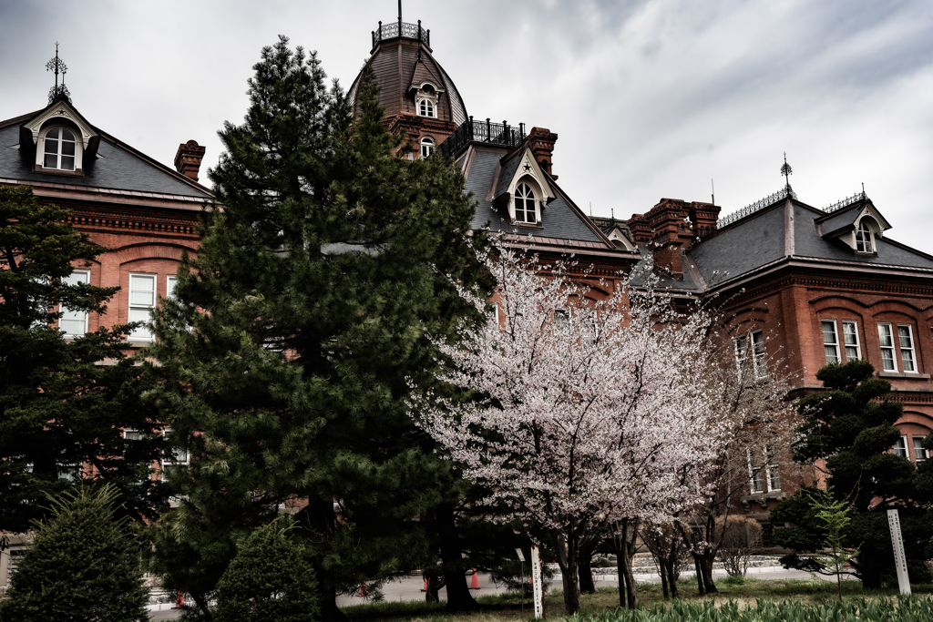 赤レンガ庁舎の桜