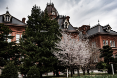 赤レンガ庁舎の桜