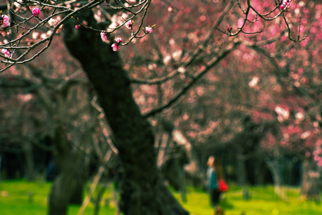 梅の円山公園６