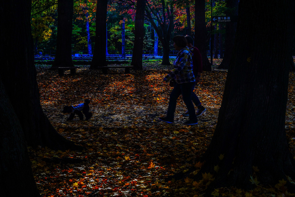 晩秋の円山公園6