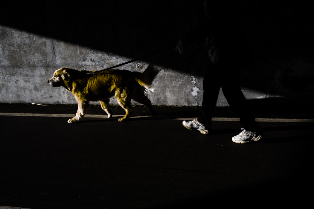 白石こころーどの桜７