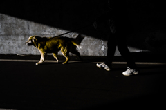 白石こころーどの桜７