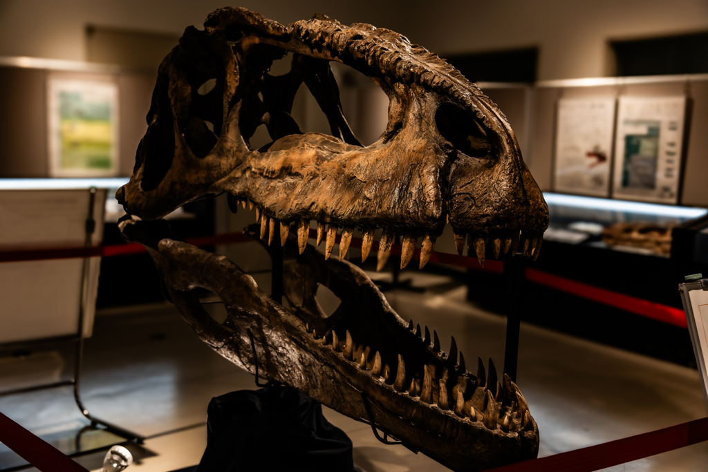 ギガノトサウルス（レプリカ）頭部