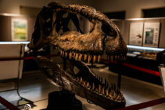 ギガノトサウルス（レプリカ）頭部