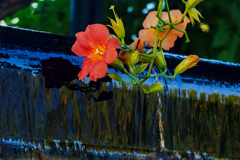 ノウゼンカズラと八月