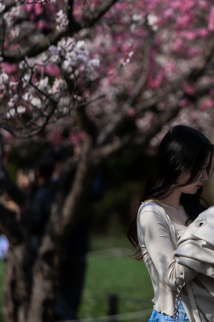 梅は満開だった