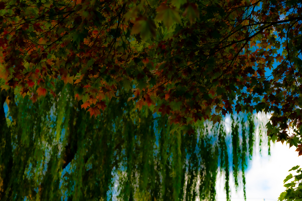 ヤナギを背景に