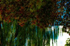 ヤナギを背景に