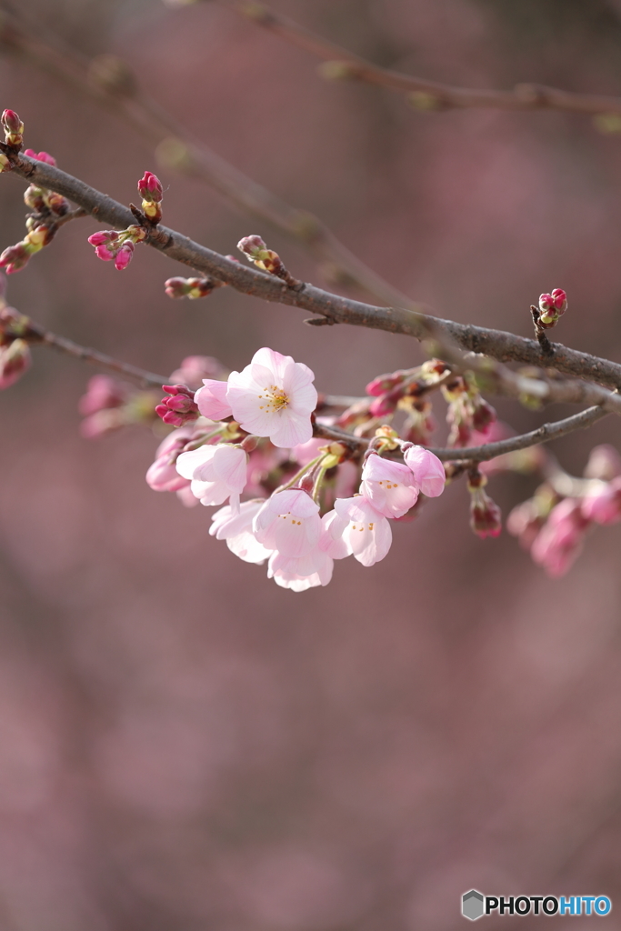 祝・開花④