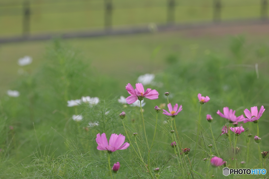 風が強すぎて・・・