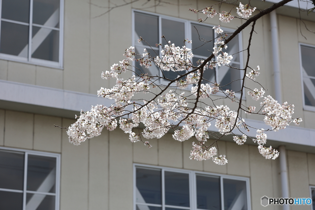 校舎と桜