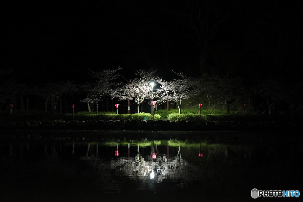 夜桜　2022年その３