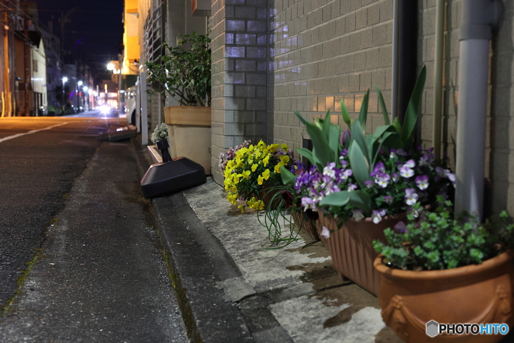 試し撮り⑦　夜の花