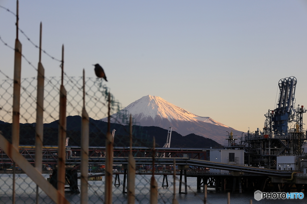 富士山と鳥
