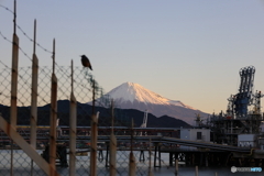 富士山と鳥
