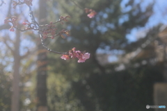 膨らむ蕾。咲く桜。