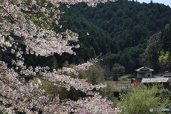 花吹雪（本物）