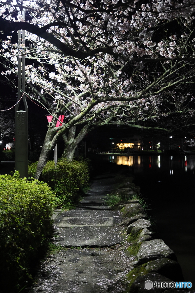 夜桜　2022年その２