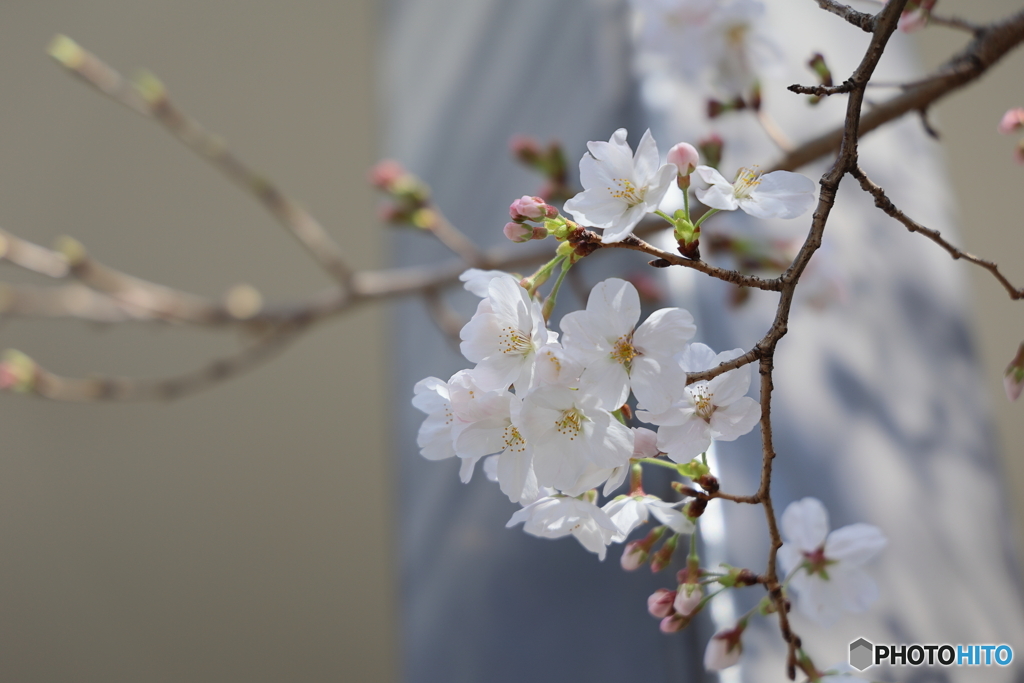 今日の桜