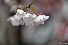 雨上がり③