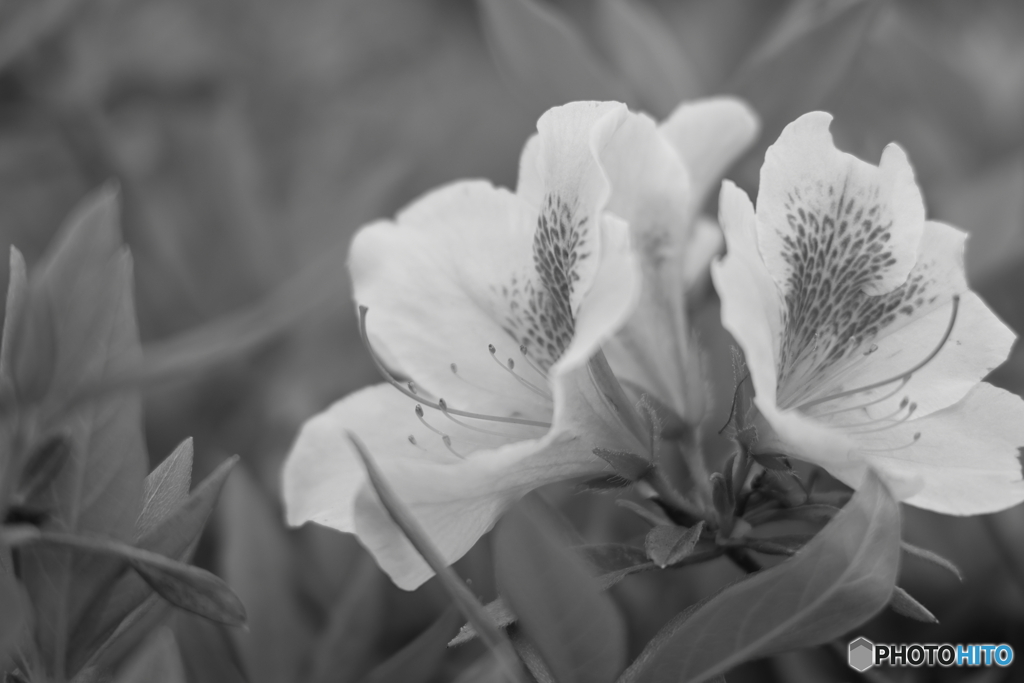 モノクロでもツツジの花