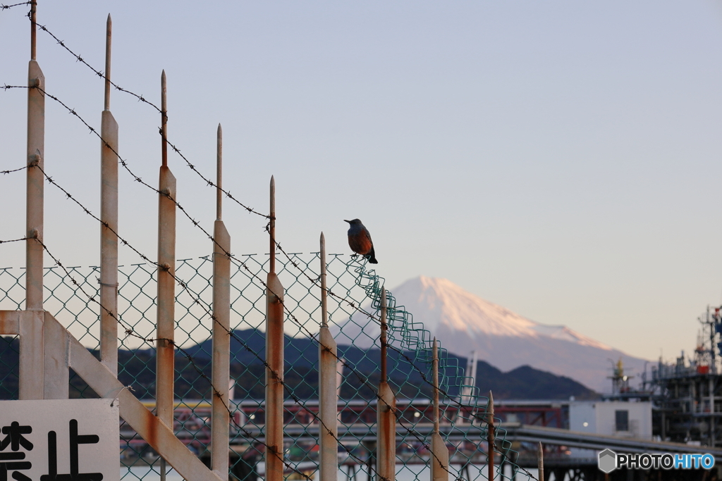 鳥と富士山