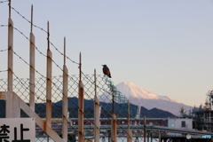 鳥と富士山