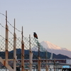 鳥と富士山