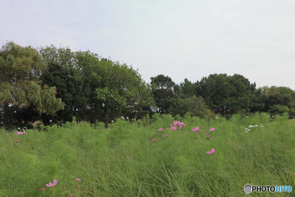 吉田公園のコスモスは来週が見頃かな