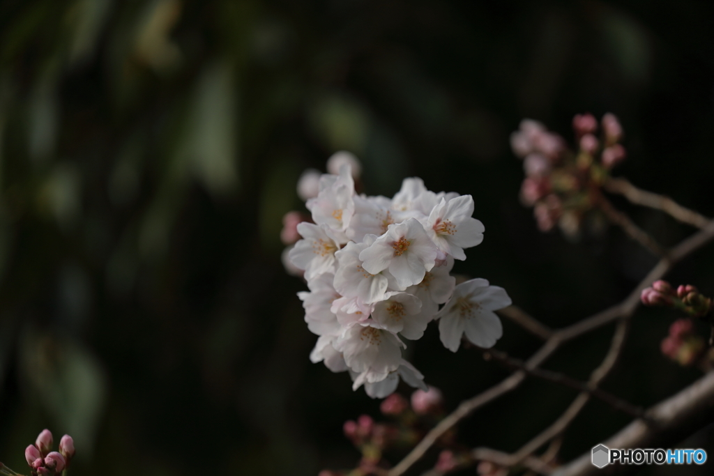 祝・開花①