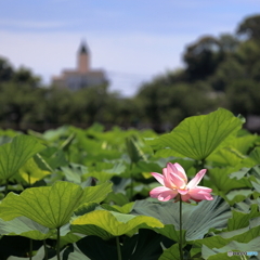 蓮の花と三角屋根①