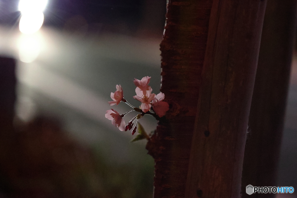 夜桜