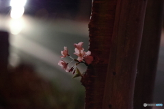 夜桜