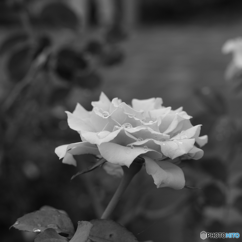 雨上がりの薔薇②